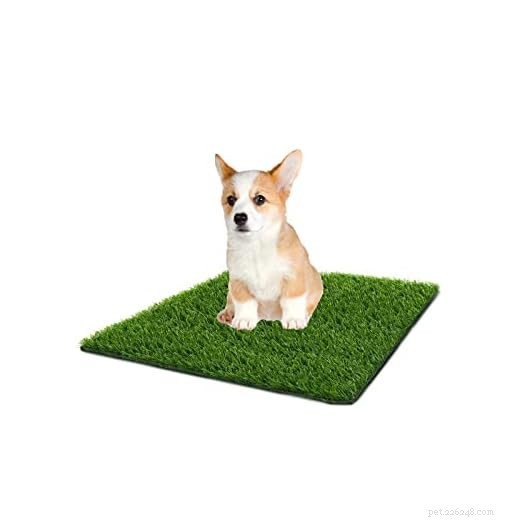 Hoe lang kun je een parkiet veilig alleen laten? 