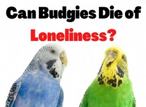 Budgies의 외로움:사회적 요구가 수명 및 관리에 미치는 영향 