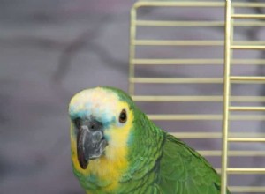 インコは夜に鳴きますか?専門家の洞察と実証済みのソリューション 