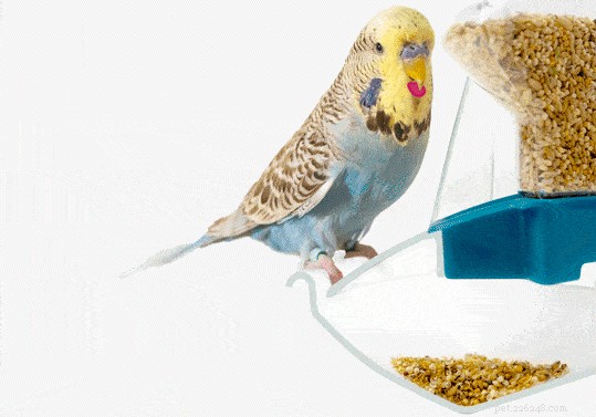 Cage à oiseaux Geo‑Dome Omlet :design moderne, espace de vol supplémentaire et faible entretien pour les petits oiseaux 