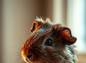 Kan marsvin dricka ur en skål? En veterinärstödd guide till vätskeval 