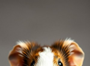 Vad marsvin spinnar betyder – avkoda deras ljud och kroppsspråk 