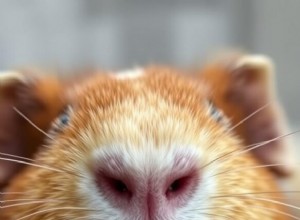 モルモットの臭いを取り除く:実績のある洗浄とケアのヒント 