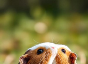 Kan marsvin bli gravida utan en hane? En veterinärguide till reproduktion och vård 