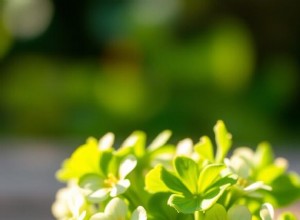 Är klöverblommor säkra för marsvin? Expert matningsguide 