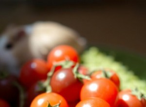 Kan marsvin säkert äta druvtomater? En komplett utfodringsguide 