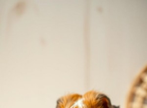 Jsou semena papriky bezpečná pro morčata? Průvodce pro veterináře 