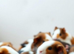 Hur marsvin visar tillgivenhet:En guide till att läsa deras tysta signaler 