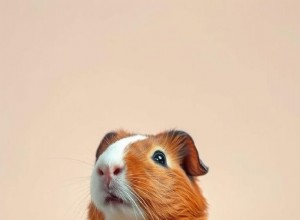 Kan marsvin säkert njuta av Graham Crackers? En veterinärguide 