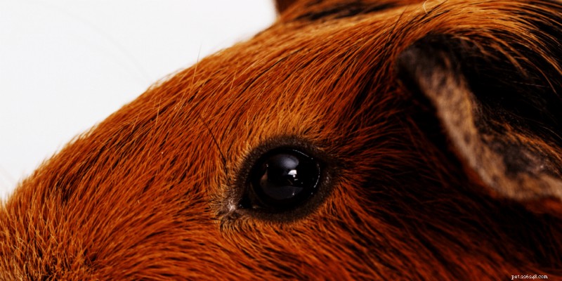 Cavia s en nacht:wat u moet weten 