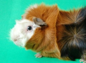 どのモルモットの品種が最も人懐っこいですか?最も社交的な品種のガイド 