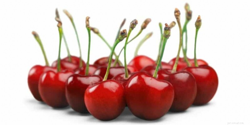 As cobaias podem comer cerejas com segurança? Dicas de saúde e diretrizes de serviço 