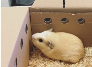 Att välja den bästa transporten för ditt marsvin:Carrier vs. Cardboard Box 