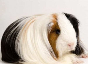 Peruanska marsvinsvårdsguide:Grooming, Nutrition, Housing &Lifestyle 
