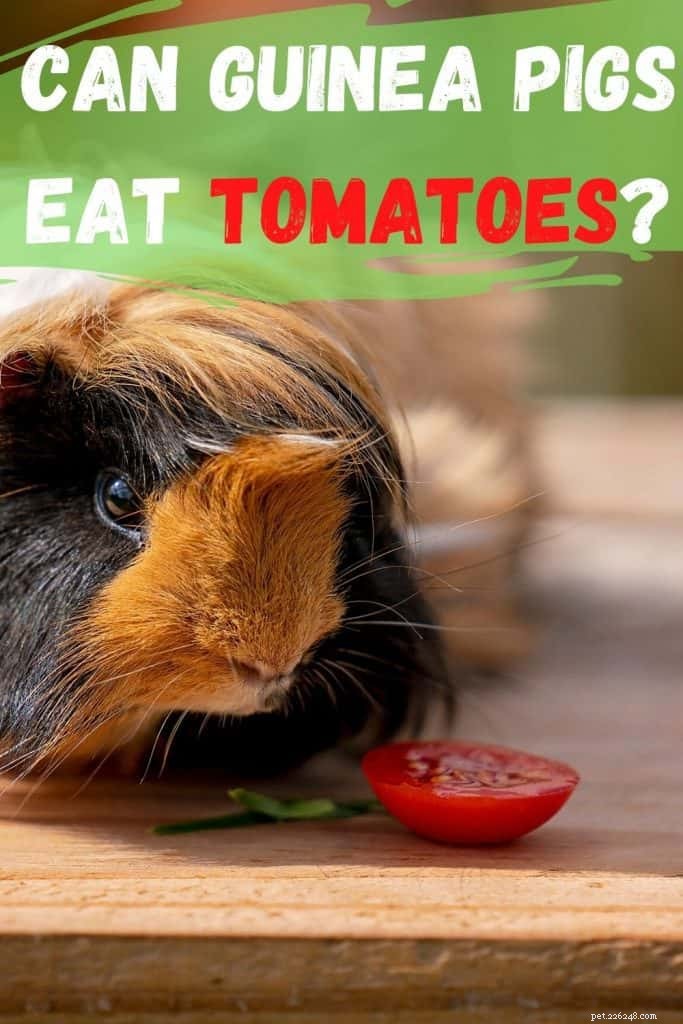 I porcellini d India possono mangiare tranquillamente i pomodori? Vantaggi, rischi e guida all alimentazione 