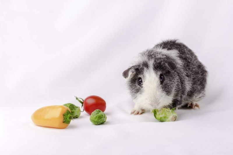 I porcellini d India possono mangiare tranquillamente i pomodori? Vantaggi, rischi e guida all alimentazione 