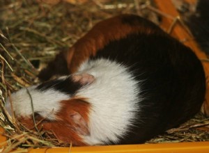 Hur länge sover marsvin? En veterinärguide till deras vilomönster 