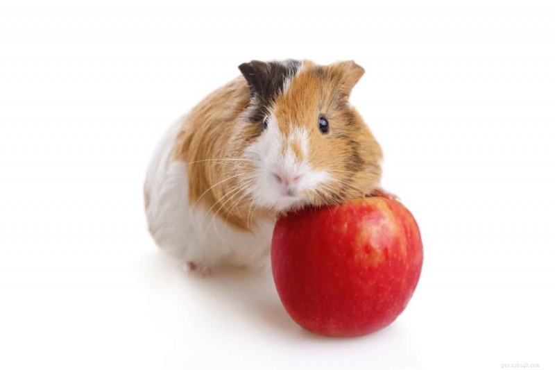 Les cochons d Inde mangent-ils des trognons de pomme en toute sécurité ? Avantages et risques expliqués 