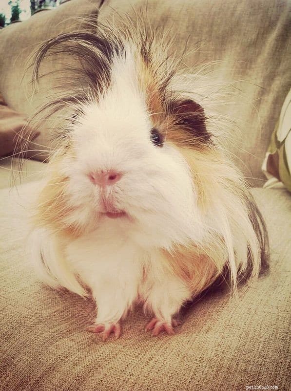 Sheltie 기니피그 관리 가이드:식단, 사육, 손질 및 번식 