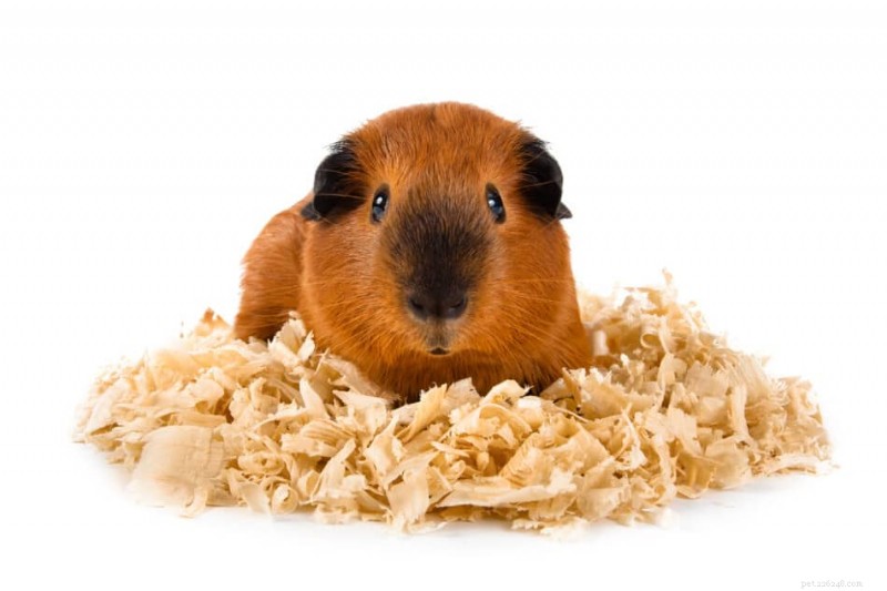 Guia de cuidados com porquinhos-da-índia Teddy:dicas de especialistas para dieta, habitação e criação 