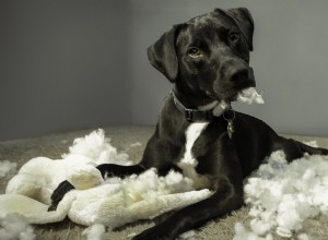 Border Collie Mal river sönder ny uppstoppad alligator – varför hundar förstör leksaker och hur man hanterar kaoset 