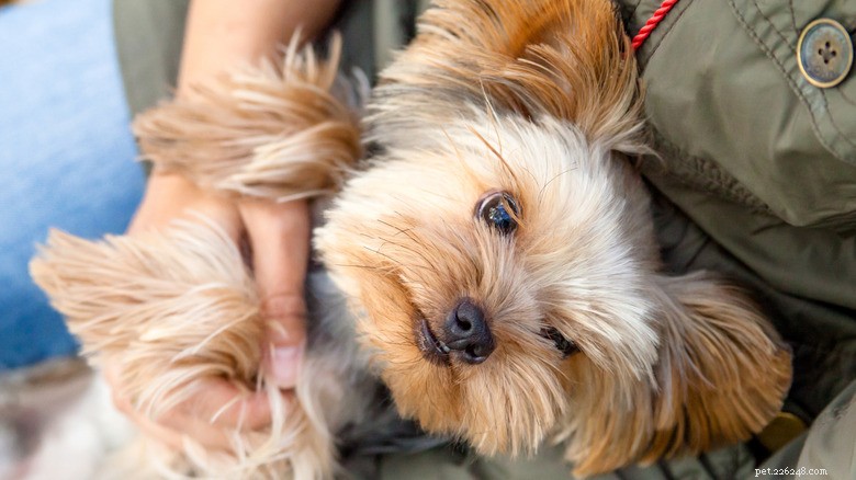 Le petit Yorkie devient le gardien ultime de sa grand-mère de 90 ans 