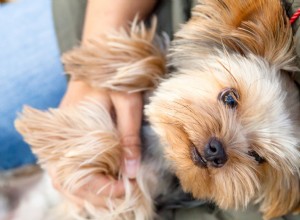 Tiny Yorkie blir den ultimata väktaren för sin 90-åriga mormor 