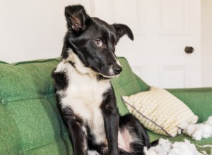 6 hundar som självbestraffar:Frivilliga timeouts efter missbruk 