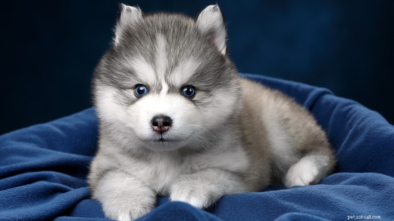 ポンスキーの子犬ロッティが生まれたばかりの妹に「歌う」 – 心温まる家族の絆 