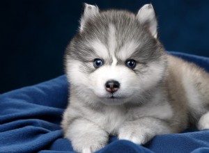 Pomsky-valpen Lottie  sjunger  för nyfödd syster – ett hjärtevärmande familjeband 