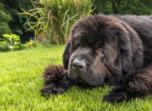 Ett Newfoundlands hjärtskärande farväl till farmor Touches Hearts 