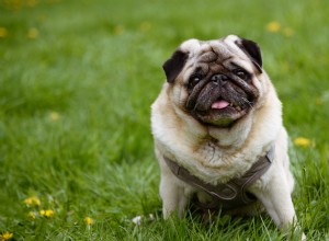 Pug Burtons Hot-Dog Moment på Ballpark vinner 90 000 Instagram-gilla 