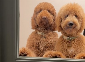 Goldendoodle välkomnar sina ägare varmt hem—hjärtlyftande TikTok-ögonblick 
