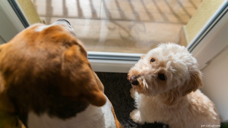 ゴールデンドゥードルが飼い主を温かく迎え入れる—心が高揚する TikTok の瞬間 