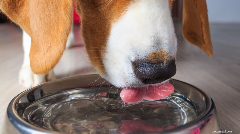 噴水の中で眠るジャーマン・シェパードの子犬 ― 水分補給への好奇心を刺激する楽しい習慣 
