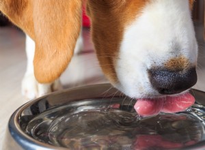 噴水の中で眠るジャーマン・シェパードの子犬 ― 水分補給への好奇心を刺激する楽しい習慣 