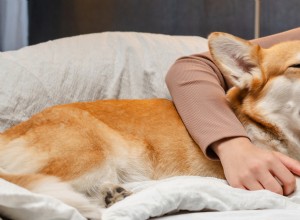 Möt Moose:The Corgi Who Turned a Simple Yawn into Viral Sweetness 