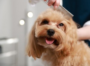 Primeira sessão de preparação:Sleepy Cavapoo permanece calmo e dorme durante o corte 