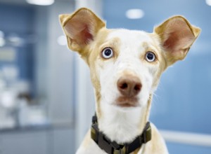As orelhas caídas do cachorrinho branco a transformam em uma adorável companheira parecida com um coelhinho 