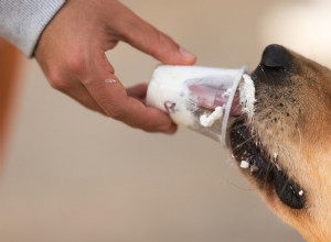 Do resgate que salva vidas ao primeiro copo para filhotes:a jornada emocional de um Husky 