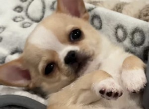 Batata, o Chihuahua:TikTok Sensation e dicas de nomenclatura especializada para seu novo animal de estimação 