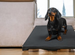 O minúsculo Dachshund Lars conquista rampa personalizada - um exemplo comovente de cuidados com animais de estimação 