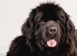 Copper, the Brown Newfoundland:como seus olhos de cachorrinho conquistam corações e o que eles realmente significam 