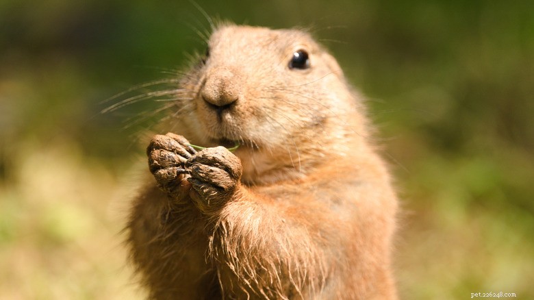 Prairie Dog &Cat Friendship:Den oväntade legendariska duon som kommer att smälta ditt hjärta 