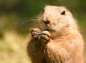Prairie Dog &Cat Friendship:Den oväntade legendariska duon som kommer att smälta ditt hjärta 