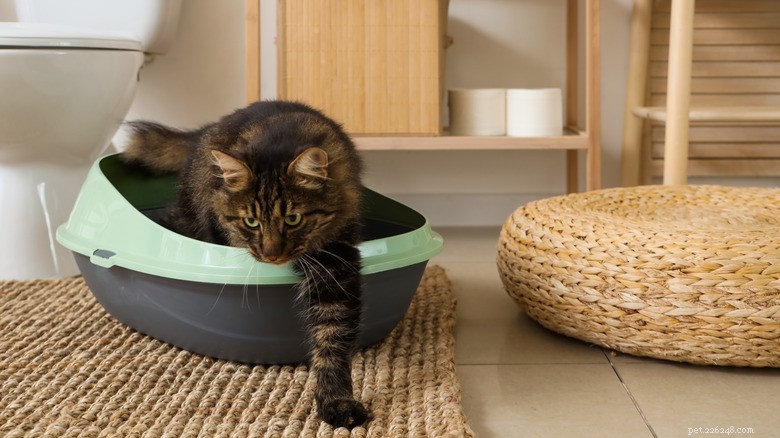 Costcos PetSafe ScoopFree Box:En modern lösning med bekymmer från den verkliga världen 