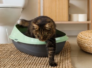 Costcos PetSafe ScoopFree Box:En modern lösning med bekymmer från den verkliga världen 