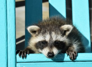 Neighborhood Raccoon and Possum njuter av mellanmål sent på kvällen med lokalinvånare 
