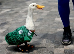 Möt Merlin:The Duck Wearing Mexicos fotbollströja som blev VM 2026:s inofficiella maskot 
