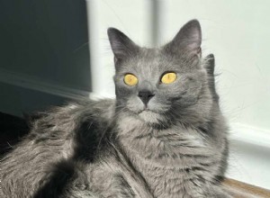 Träffa Cinza – kattlådeutbildad, tillgiven katt som söker ett nytt hem 